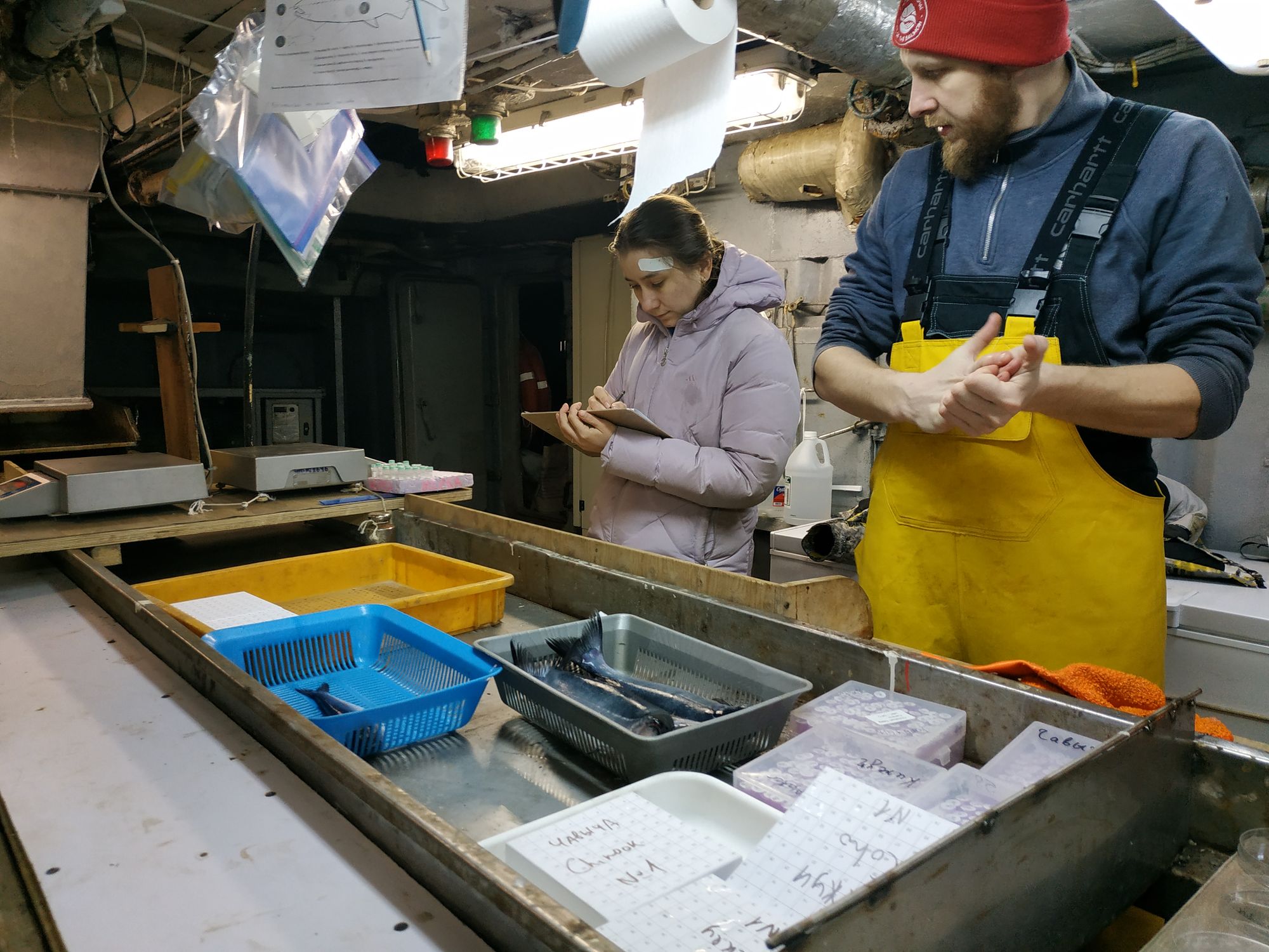 aleksey and lera sampling salmon. lera has a tape on her forehead after the niskin bottle crash