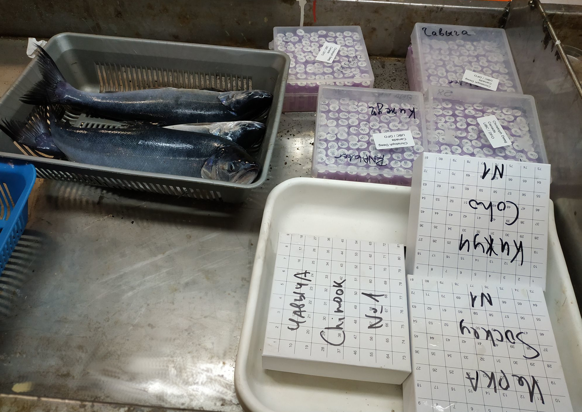 salmons are going to be analyzed2