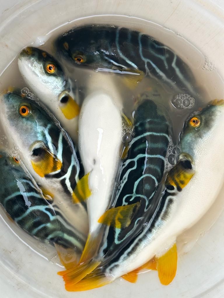 fish