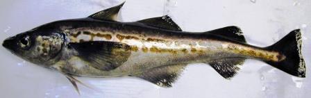 20220902 mintai.jpg