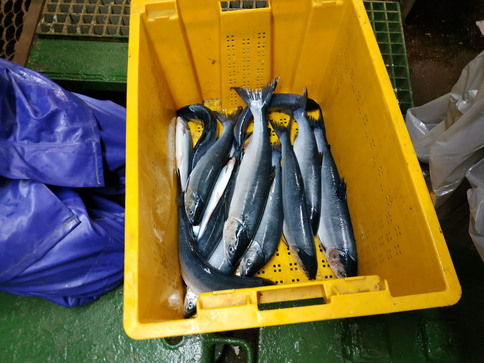 salmon catch set2