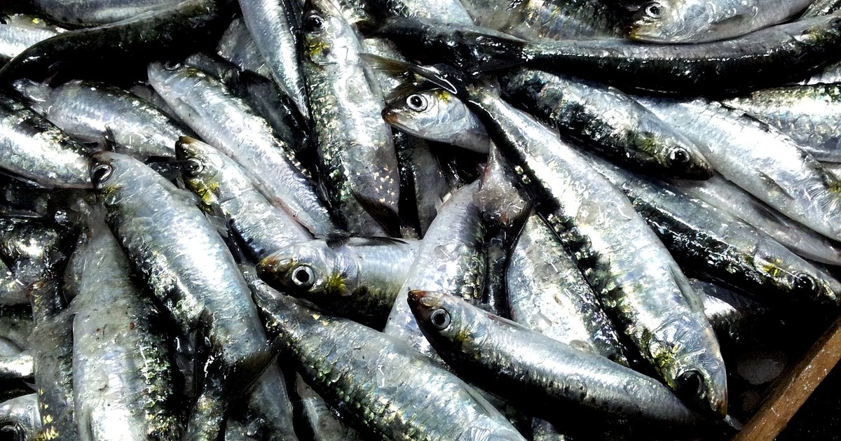 sardines 2289503 1280