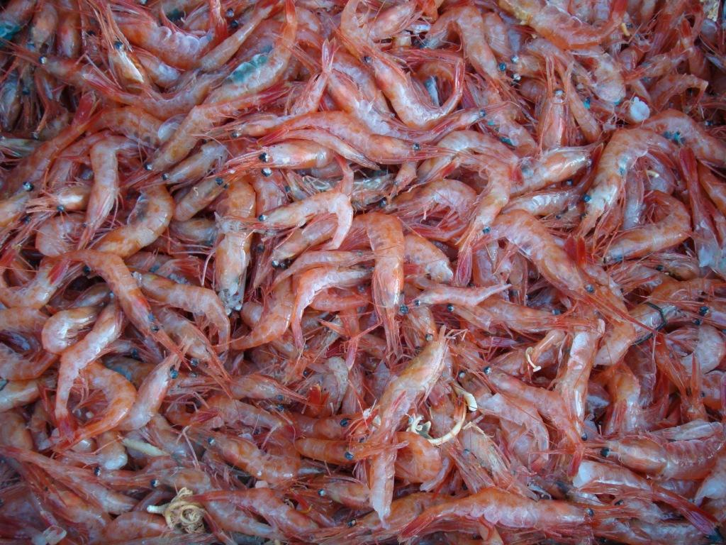 креветки
