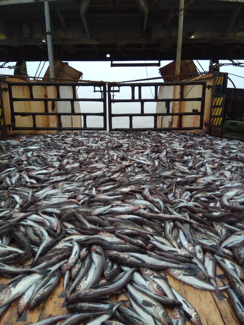 минтай охотского моря