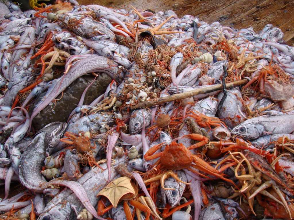 ресурсы берингово море