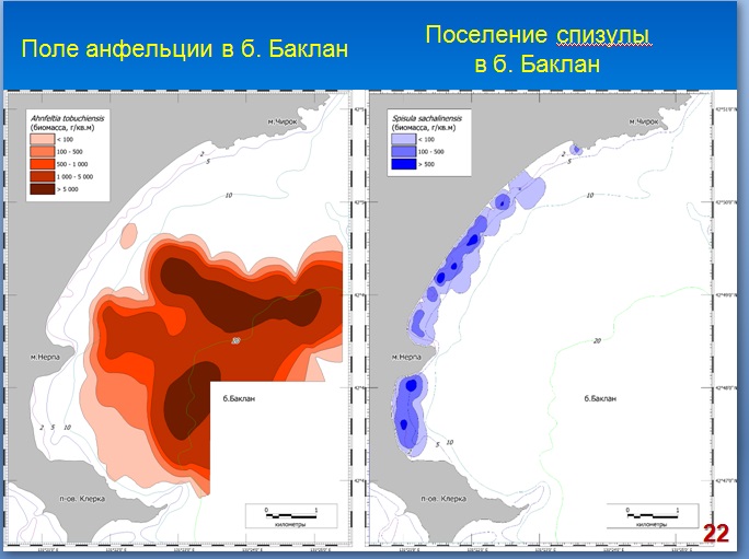 спизула и анфельция