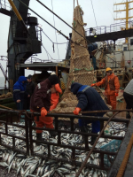 «Профессор Кагановский» приступил к лососевой съемке