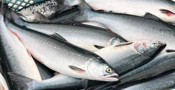 Горбуша провела зиму с пользой