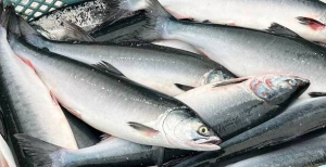 Горбуша провела зиму с пользой