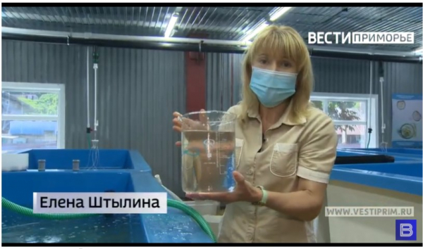 Ученые провели успешные работы по нересту трепанга на инновационном научно-производственном центре на острова Попова